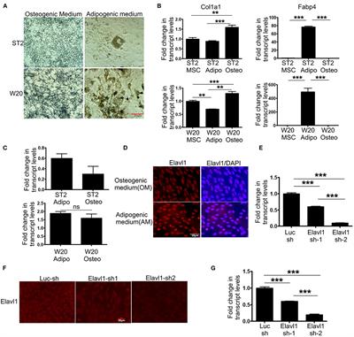 Elavl1 Impacts Osteogenic Differentiation and mRNA Levels of Genes Involved in ECM Organization